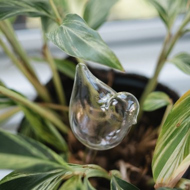 Plant Water Bubble - Bird - 1