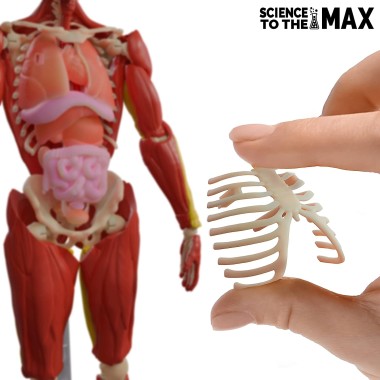 Science To The Max - Interactive Human Body - 5