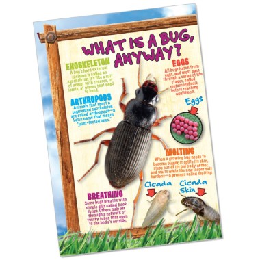 Bug Playground - Insect Inspector Lab - 4